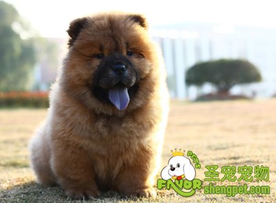 如何解决狗狗口臭问题