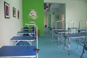 圣宠宠物美容培训学校搬迁