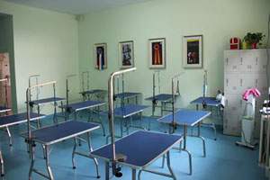 圣宠宠物美容培训学校搬迁