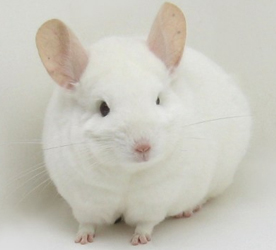 ������è