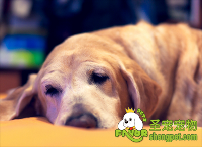 狗狗老年期的饲养技巧