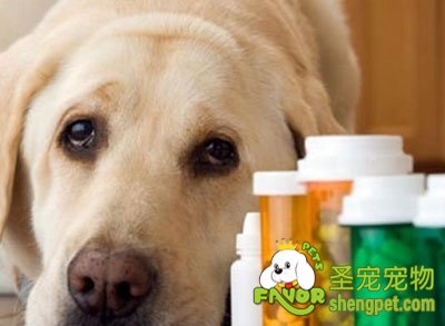 狗狗细小病毒种类及预防治疗的方法