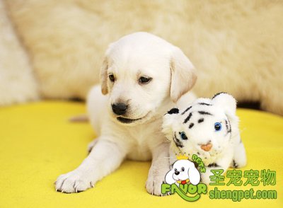 训练幼犬之前需要注意什么