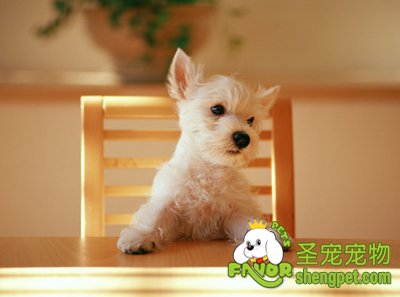 如何训练狗狗良好的用餐礼仪