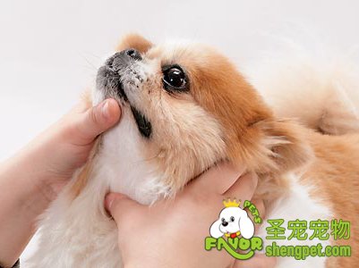 喂狗狗吃药的方法与注意事项