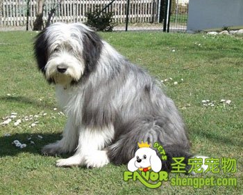长须牧羊犬