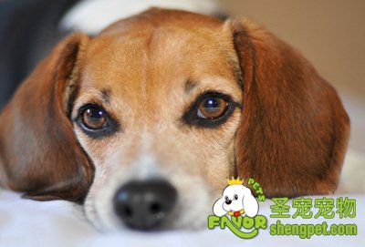 怎样判断狗狗的年龄