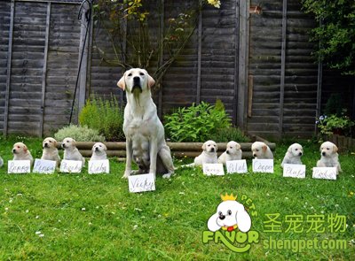 怎样判断狗狗是否怀孕