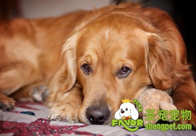 狗狗衰老的症状及注意事项