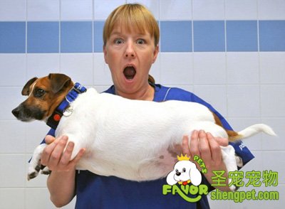 狗狗吃多了不消化怎么办