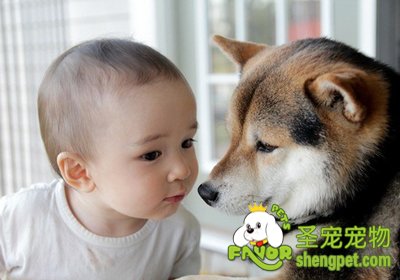 养狗狗对孩子的好处及帮助