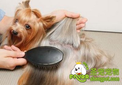 怎样选择适合宠物的工具