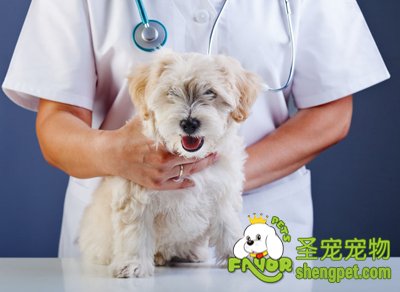 导致狗狗发抖的原因