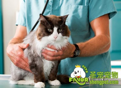 引起猫咪呕吐的原因