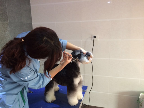 贵阳中天会展城宠物店