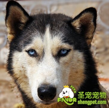 哈士奇生产前都有哪些征兆