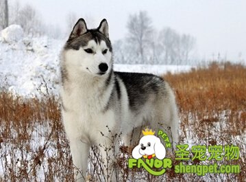 哈士奇换毛期间如何养护