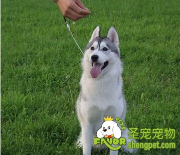 养哈士奇前应该做的准备