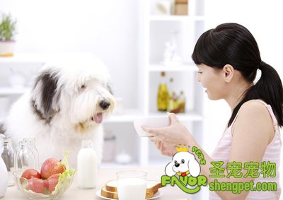 为什么很多人说狗狗不能吃食盐？