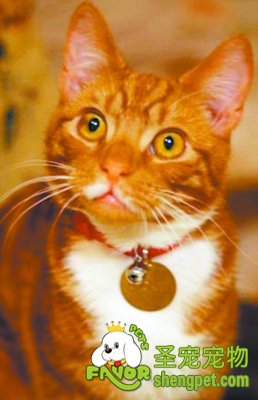 丘吉尔的萌宠“乔克四世”