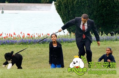 美国总统奥巴马和自己的宠物狗“波”