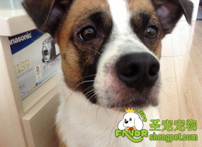 引起狗狗湿疹的原因及治疗方法