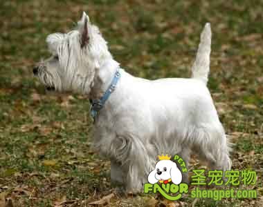 西部高地白梗有哪些遗传性的疾病