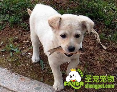 宠物狗也能吃鱼吗