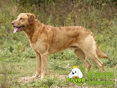 狗狗脱水怎么办