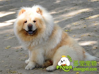 ������ë��ԭ������Щ