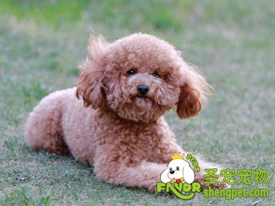 泰迪犬该怎么驱虫