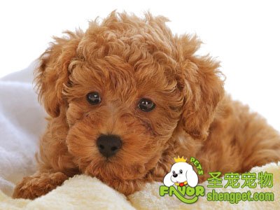 狗狗出现窒息该怎么办