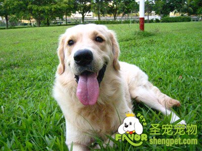 狗狗的支气管炎如何防预