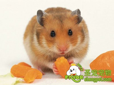 Ůʿʯɽҹ13810317477