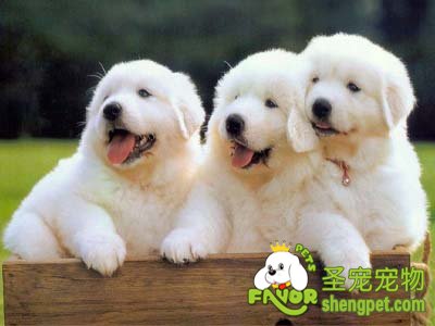 狗狗的牙周炎该如何处理