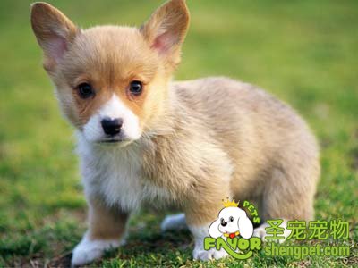 狗狗换上皮肤过敏症怎么办