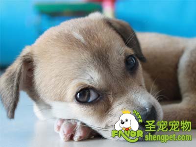 狗狗眼屎变黄变多的原因有哪些