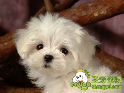 狗狗眼睛该怎么清洗