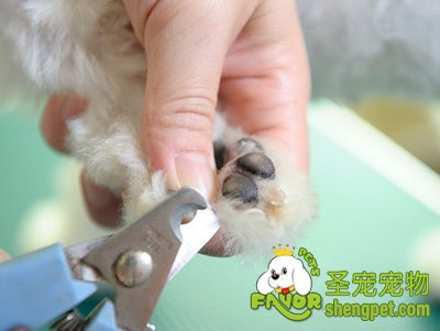 给狗狗剪指甲的步骤及注意事项