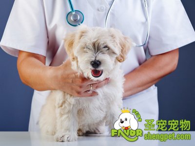 引起狗狗呕吐的原因及治疗方法