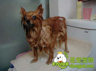 ������ʲô����²���ϴ��