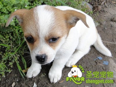 防止狗狗腹泻的四点要求