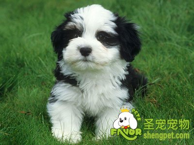 狗狗喉咙被卡住了怎么办