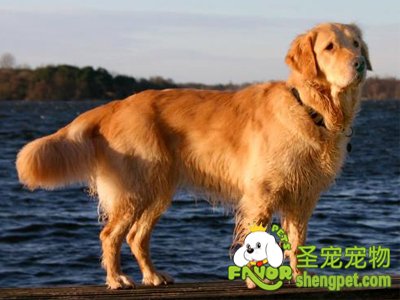 金毛犬尾巴翘的很高是什么原因