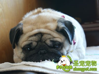 狗狗的肚子变大是怎么回事