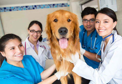 怎样预防消灭狗狗身上的螨虫