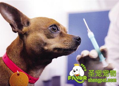 小狗为什么需要打疫苗呢？