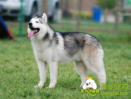 ѡ����������ѩ��Ȯ�����ͱ�׼