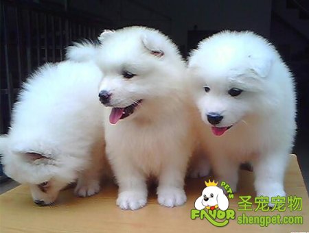 ��ѡ������Ȯ���������