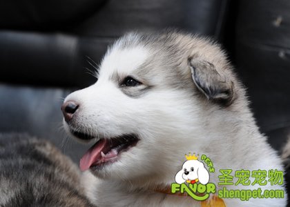 狗狗的口腔护理有哪些注意事项
